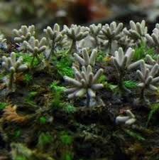 Attēlu rezultāti vaicājumam “Diderma chondrioderma spores”