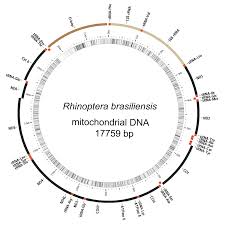Image result for Rhinoptera brasiliensis