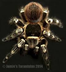 Znalezione obrazy dla zapytania geniculata