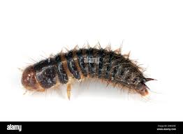 Attēlu rezultāti vaicājumam “Dermestidae”