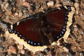 Attēlu rezultāti vaicājumam “Nymphalis antiopa upperside”