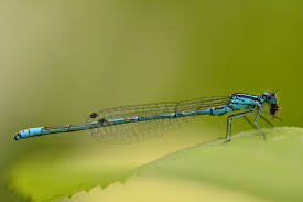 Attēlu rezultāti vaicājumam “Coenagrion puella”