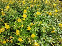 Image result for Johanniskraut