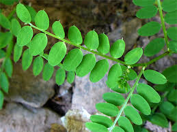 Attēlu rezultāti vaicājumam “Vicia sylvatica leaf”
