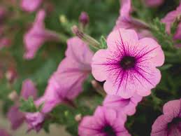 Image result for Petunie