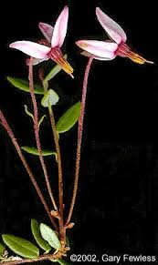 Attēlu rezultāti vaicājumam “Oxycoccus flower”