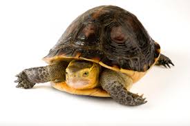 Attēlu rezultāti vaicājumam “Tortula lingulata macro”