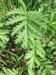 Attēlu rezultāti vaicājumam “Tanacetum vulgare leaf”
