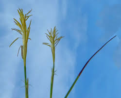 Attēlu rezultāti vaicājumam “Carex caryophyllea flower”