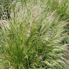 Attēlu rezultāti vaicājumam “Deschampsia cespitosa”