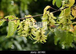 Attēlu rezultāti vaicājumam “Carpinus betulus fruit”