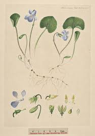 Attēlu rezultāti vaicājumam “Viola epipsila”