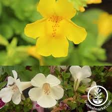 Image result for Mimulus x hybrida