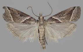 Attēlu rezultāti vaicājumam “Nyctegretis lineana”