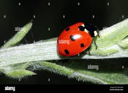 Attēlu rezultāti vaicājumam “Coccinella septempunctata”