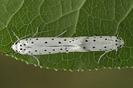 Attēlu rezultāti vaicājumam “Yponomeuta malinellus / cagnagella”
