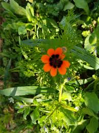 Image result for Adonis aestivalis