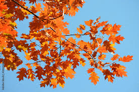 Attēlu rezultāti vaicājumam “Quercus robur leaf”