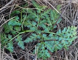 Attēlu rezultāti vaicājumam “Botrychium multifidum”