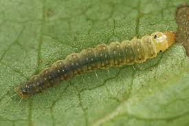 Attēlu rezultāti vaicājumam “Ancylis myrtillana”