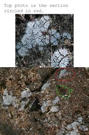 Attēlu rezultāti vaicājumam “Enerthenema papillatum stalked”