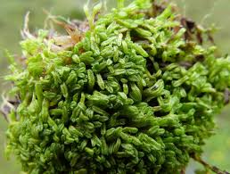 Attēlu rezultāti vaicājumam “Riccia canaliculata”