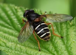 Attēlu rezultāti vaicājumam “Sericomyia sp.”