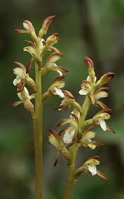 Attēlu rezultāti vaicājumam “Corallorhiza trifida”