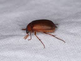 Attēlu rezultāti vaicājumam “Serica brunnea”