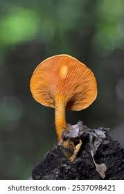 Attēlu rezultāti vaicājumam “Hygrophoropsis aurantiaca”