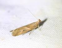 Attēlu rezultāti vaicājumam “Nyctegretis lineana”