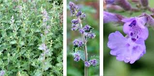 Attēlu rezultāti vaicājumam “Nepeta x faassenii leaf”