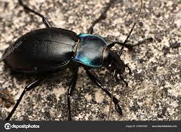 Attēlu rezultāti vaicājumam “Carabus violaceus”
