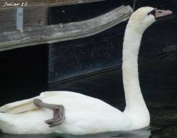 Attēlu rezultāti vaicājumam “Cygnus olor adult”