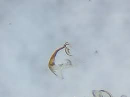 Attēlu rezultāti vaicājumam “Edwardsiana geometrica”