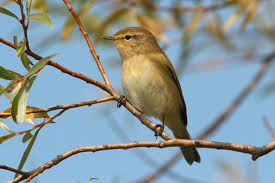 Attēlu rezultāti vaicājumam “Phylloscopus collybita”