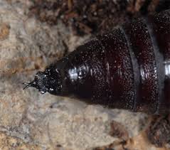 Attēlu rezultāti vaicājumam “Lacanobia contigua imago”