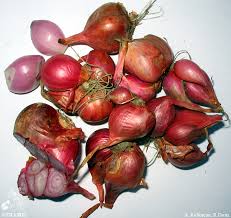 Attēlu rezultāti vaicājumam “Allium cepa”