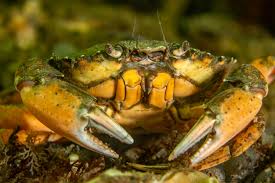 Image result for Carcinus maenas