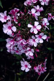 Image result for Phlox paniculata `Bright Eyes`