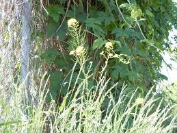 Attēlu rezultāti vaicājumam “Sisymbrium loeselii leaf”