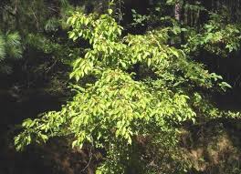 Attēlu rezultāti vaicājumam “Malus baccata”