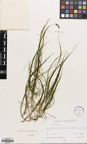 Attēlu rezultāti vaicājumam “Stuckenia filiformis flower”