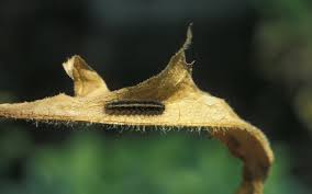 Attēlu rezultāti vaicājumam “Diacrisia sannio”