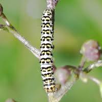 Attēlu rezultāti vaicājumam “Shargacucullia scrophulariae”