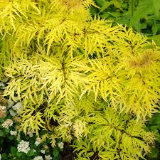 Attēlu rezultāti vaicājumam “Sambucus racemosa leaf”