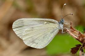 Attēlu rezultāti vaicājumam “Leptidea sinapis underside”