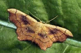 Attēlu rezultāti vaicājumam “Idaea emarginata”