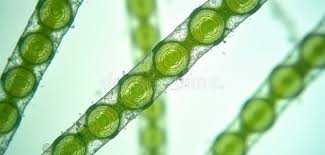 Attēlu rezultāti vaicājumam “Chlorophyta”