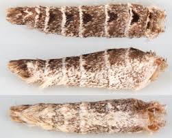 Attēlu rezultāti vaicājumam “Lampropteryx suffumata”